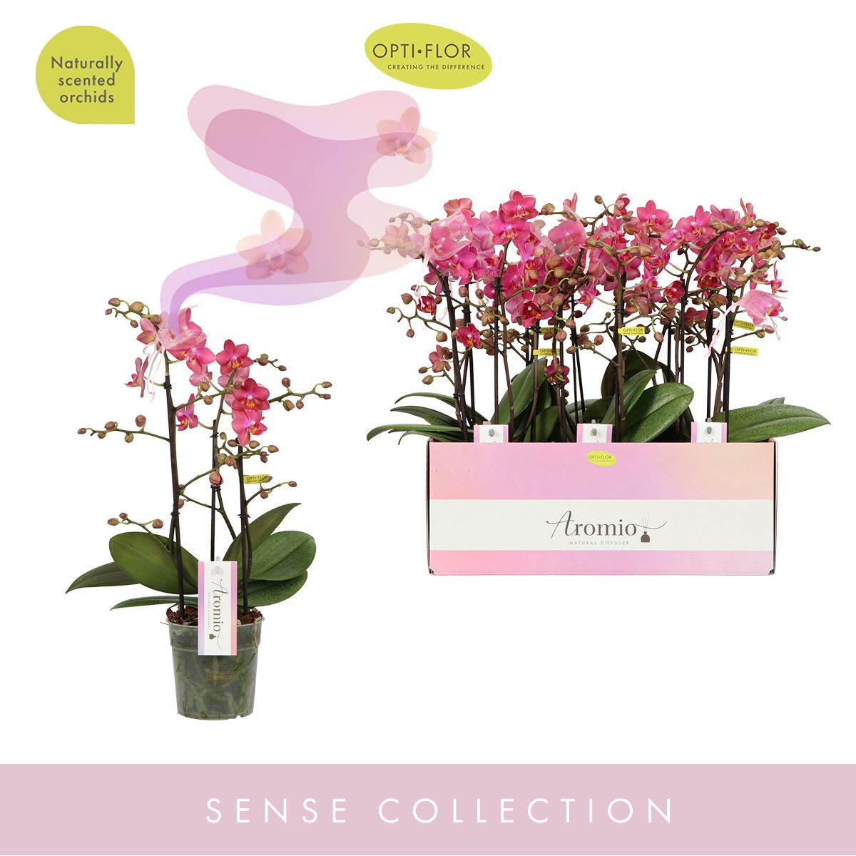 Schmetterlingsorchidee - Phalaenopsis ( Orchid ) Aromio Floral 3 Panicles Fragrant