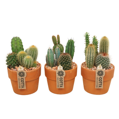 Kakteen-Arrangement im 10 cm großen „Terracotta Kraagpot“