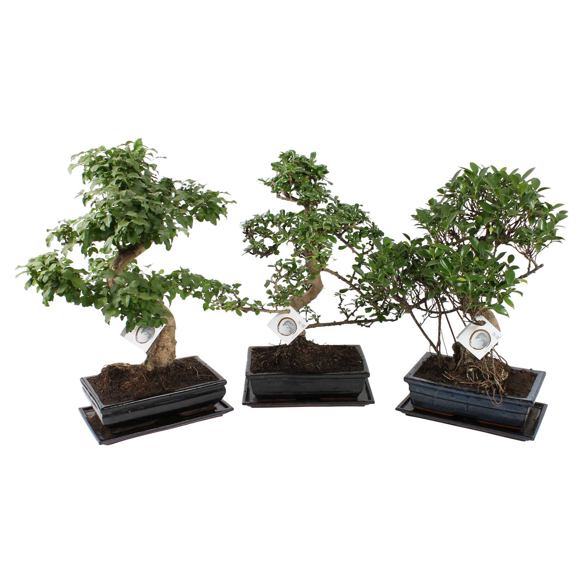 Bonsai Mix