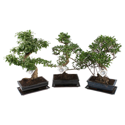 Bonsai Mix