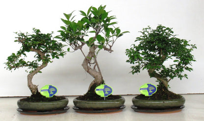 Bonsai Mix S-Shape