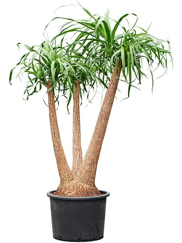 Elefantenfuß - Beaucarnea Recurvata