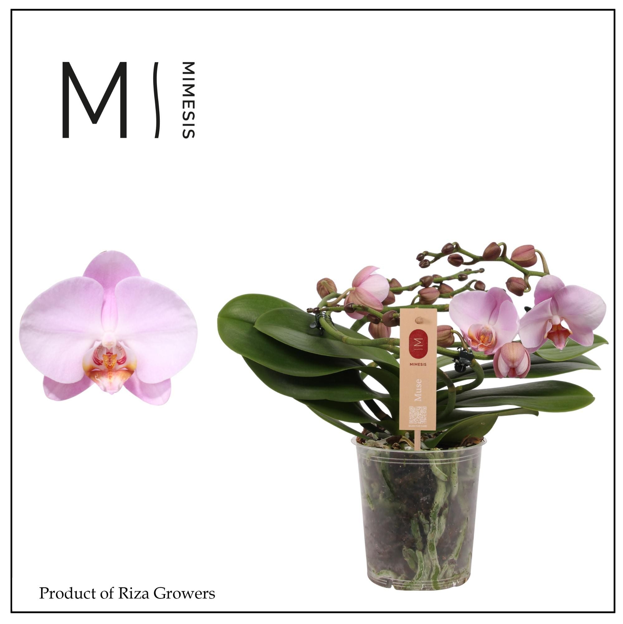 Schmetterlingsorchidee - Phalaenopsis ( Orchid ) Mimesis Muse Rosa