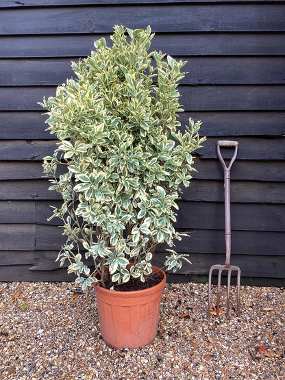 Euonymus Japonicus 'Bravo'
