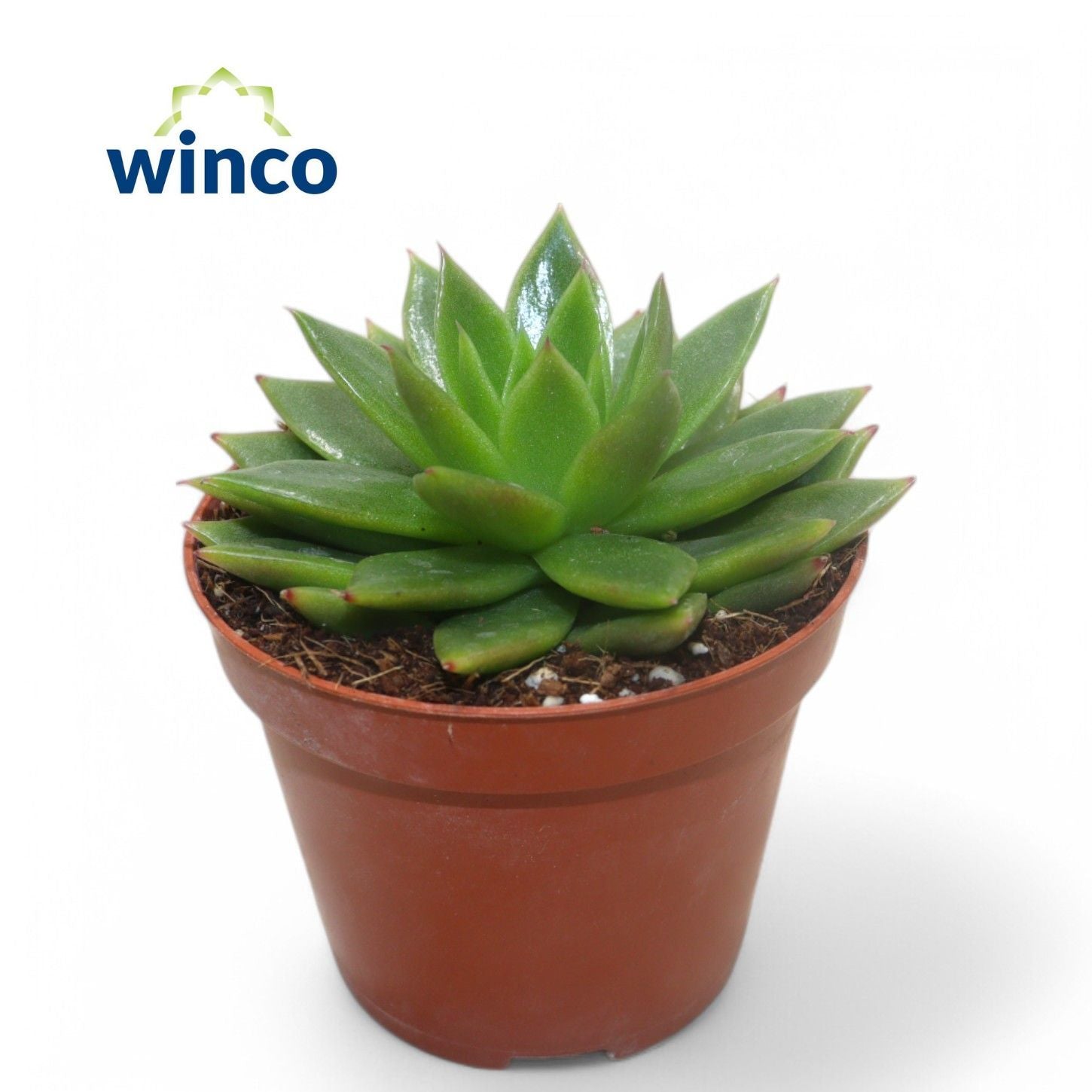 Echeverien - Echeveria Agavoides