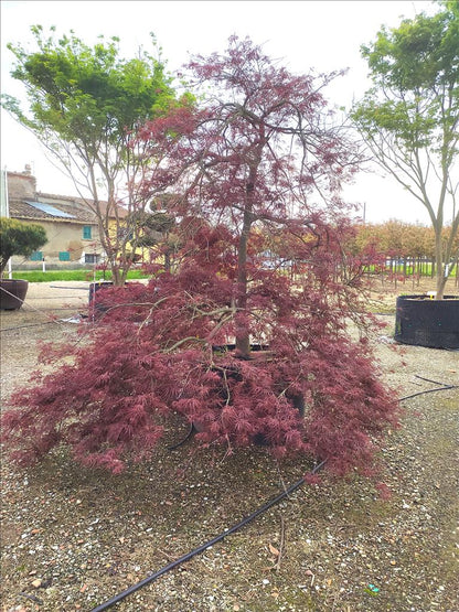 Acer Palmatum Dissectum Inabashidare