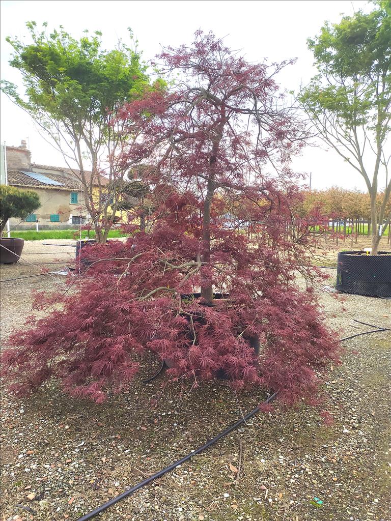Acer Palmatum Dissectum Inabashidare