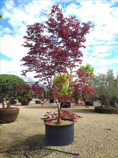 Acer Palmatum Blood Good