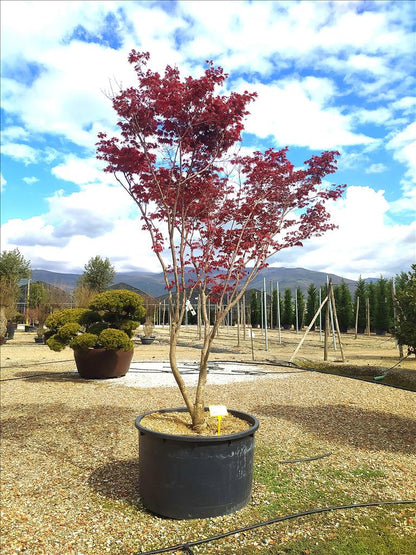 Acer Palmatum Blood Good