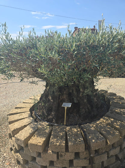 Olea Europaea (Price on request)