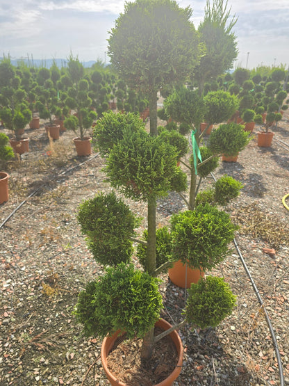 Cuprocyparis Leylandii