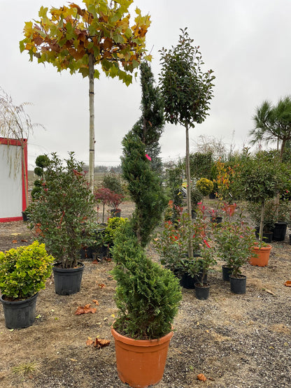 Cuprocyparis Leylandii