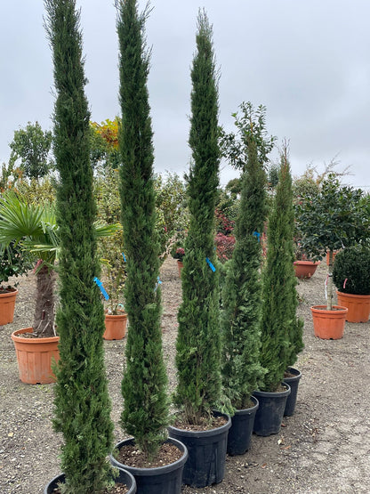 Cupressus Sempervirens