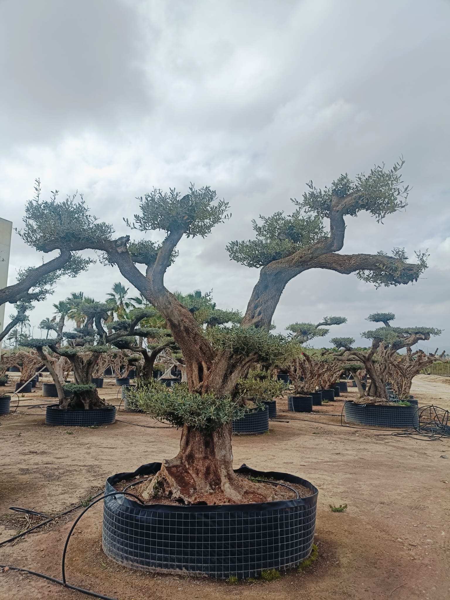 Olea Europaea (Price on request)