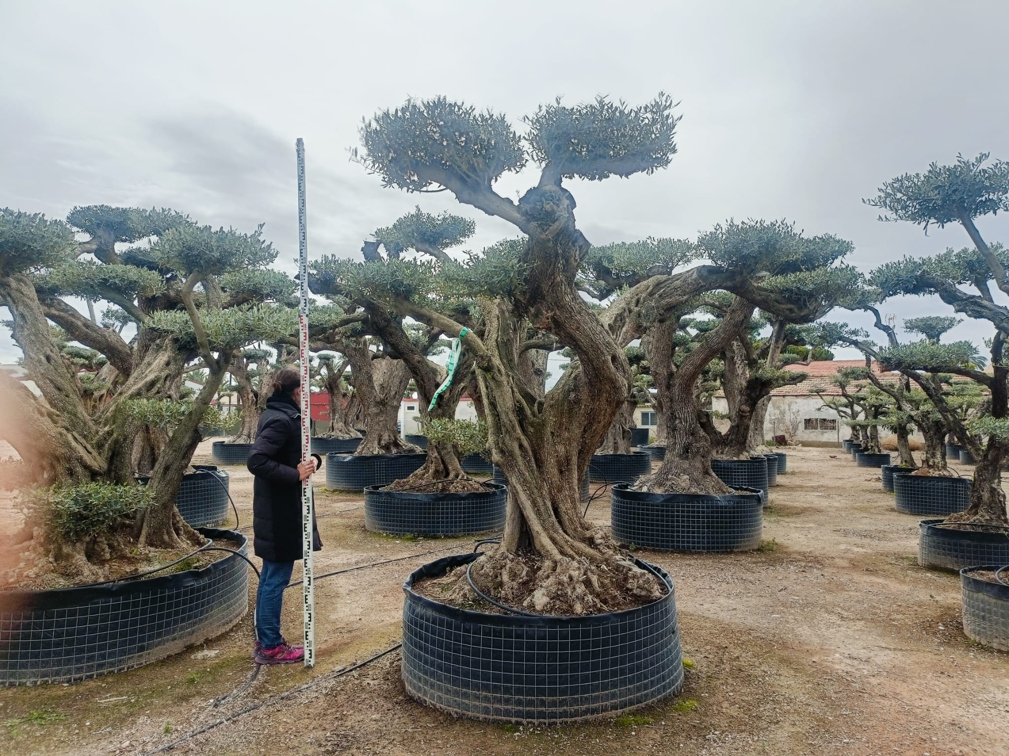 Olea Europaea (Price on request)