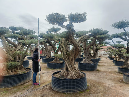 Olea Europaea (Price on request)