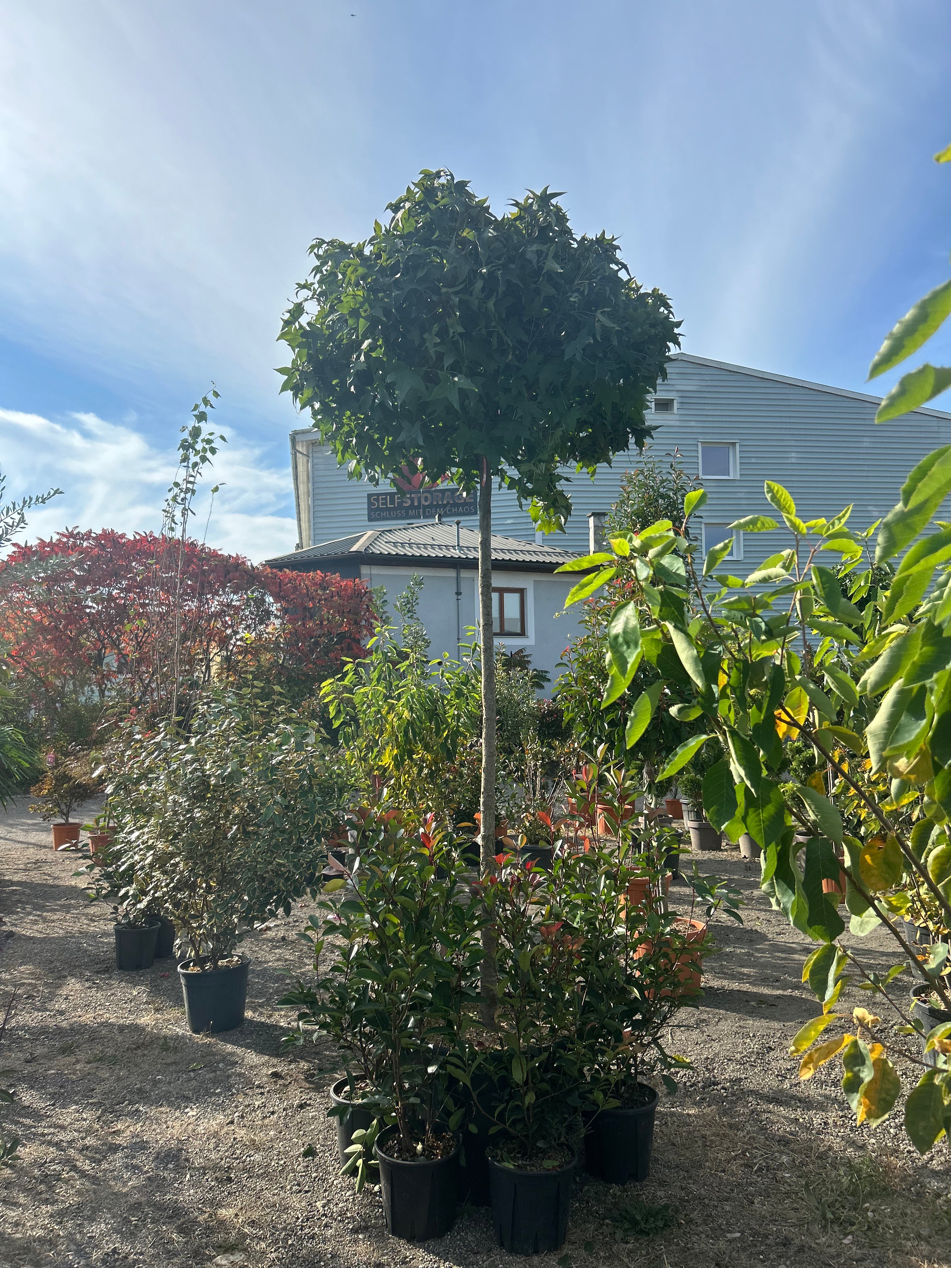 Liquidambar Styraciflua 'Gum Ball'