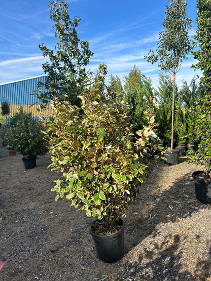 Elaeagnus Ebbingei Vivileg