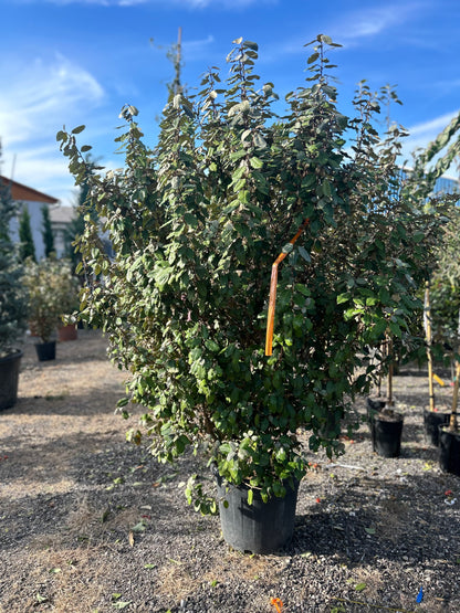 Elaeagnus Ebbingei Compacta