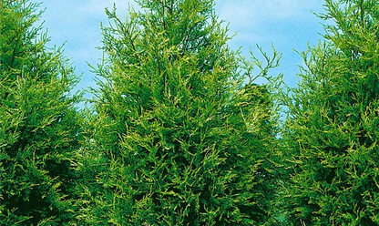 Cuprocyparis Leylandii ‘Castlewellan Gold’