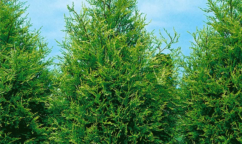 Cuprocyparis Leylandii ‘Castlewellan Gold’