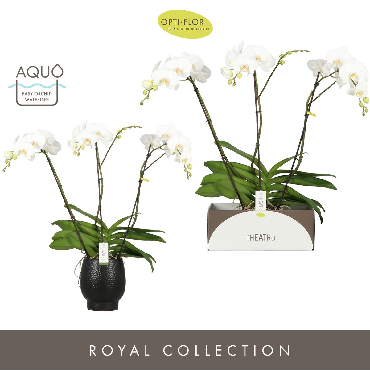 Schmetterlingsorchidee - Phalaenopsis ( Orchid ) Theatro Classico 3 Branches in Abruzo Black Aquo