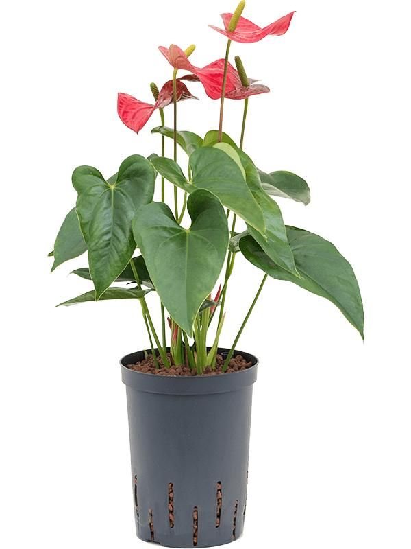 Flamingoblume - Anthurium Andraeanum