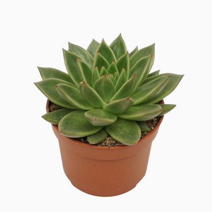 Echeverien - Echeveria Agavoides