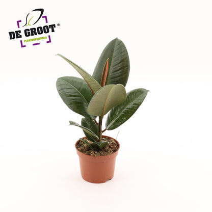 Gummibaum - Ficus Elastica Robusta