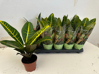 Wunderstrauch - Codiaeum Petra Verzweigt