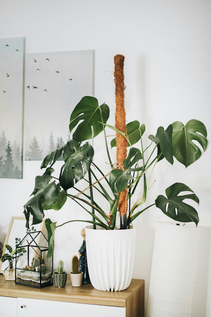 Fensterblatt - Monstera Deliciosa