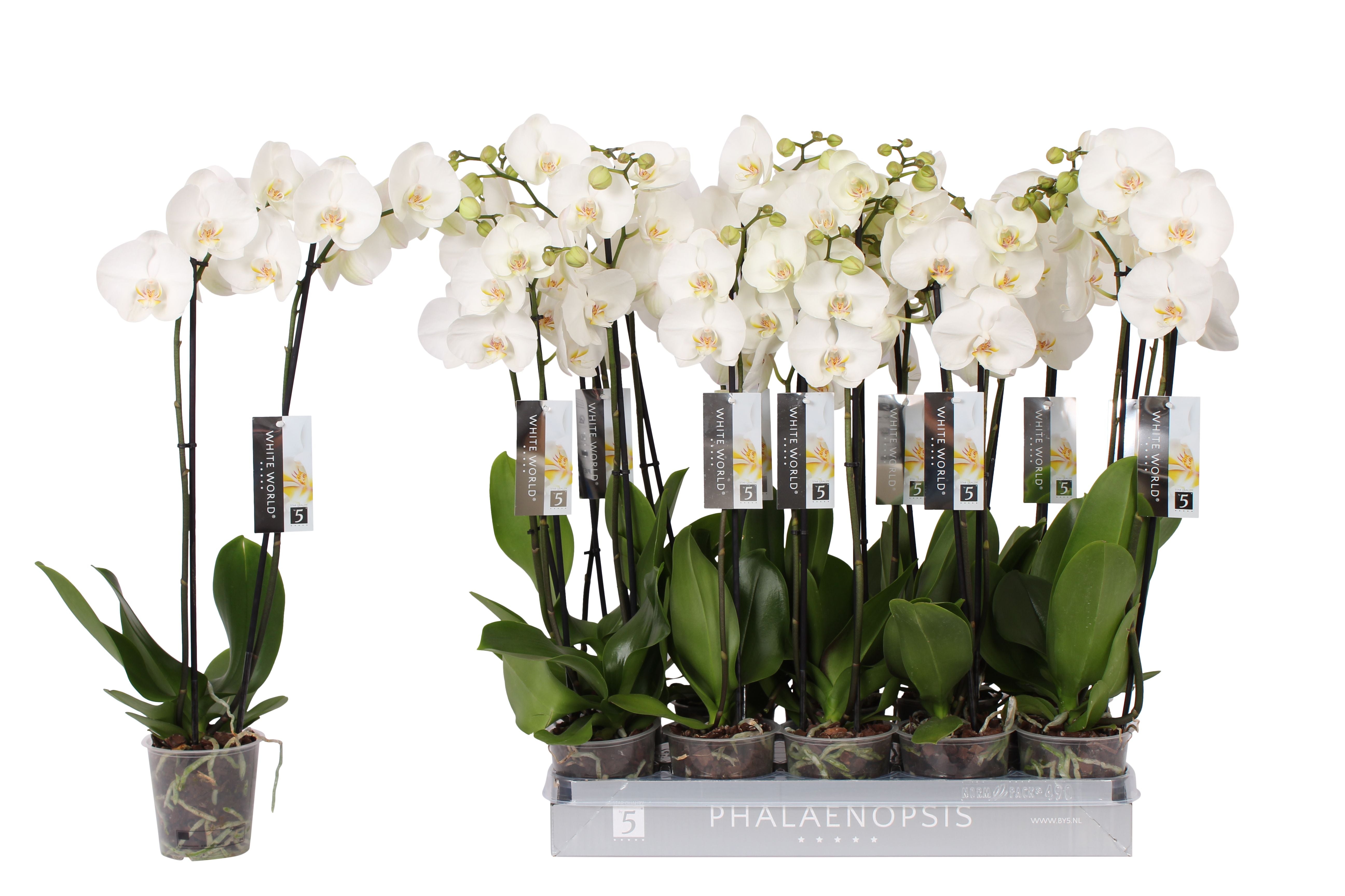 Schmetterlingsorchidee zweitriebig - Phalaenopsis ( Orchid ) White World 2 Branches