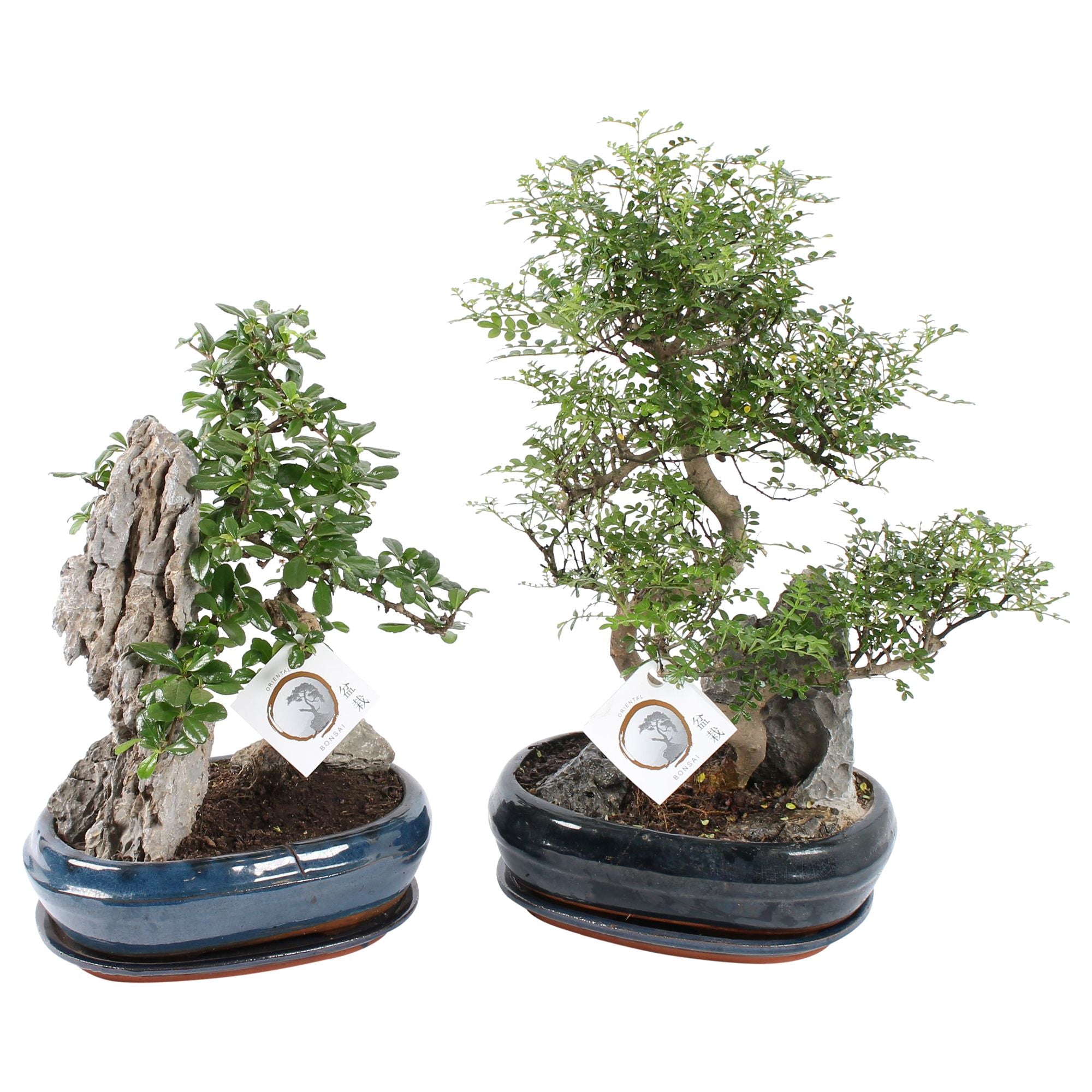 Bonsai Mix With Stone