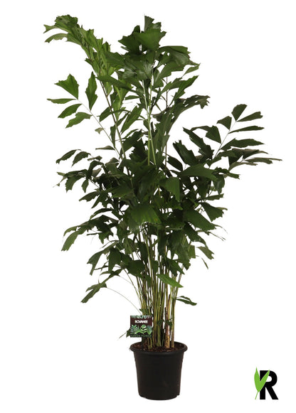 Fischschwanzpalme - Caryota Mitis