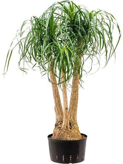 Elefantenfuß - Beaucarnea Recurvata