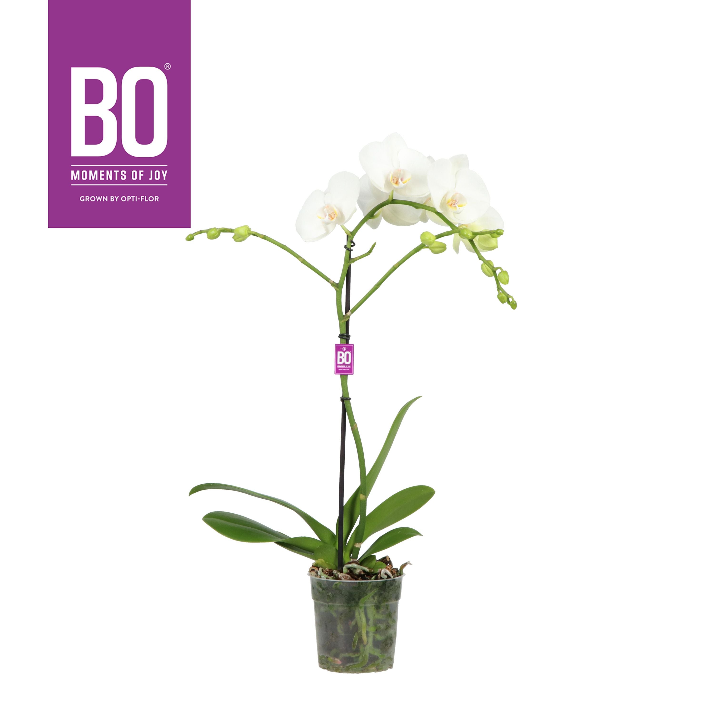 Schmetterlingsorchidee - Phalaenopsis ( Orchid ) Funda White 1 Branches