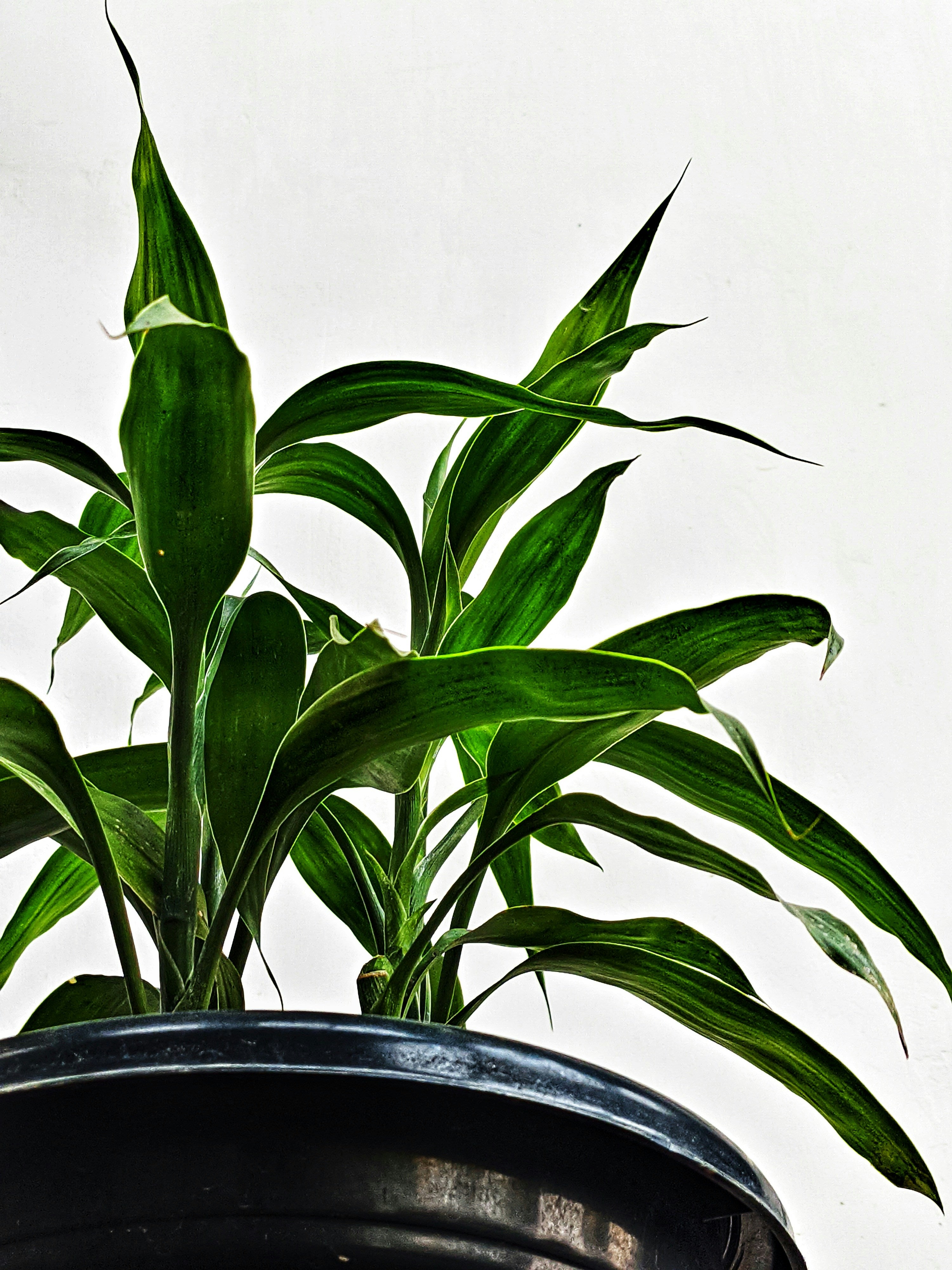 Drachenbaum - Dracaena Fragrans Cintho