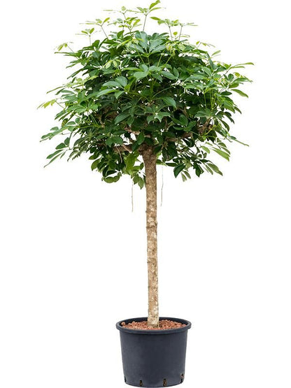 Strahlenaralie - Schefflera Arboricola Compacta (Hydro)