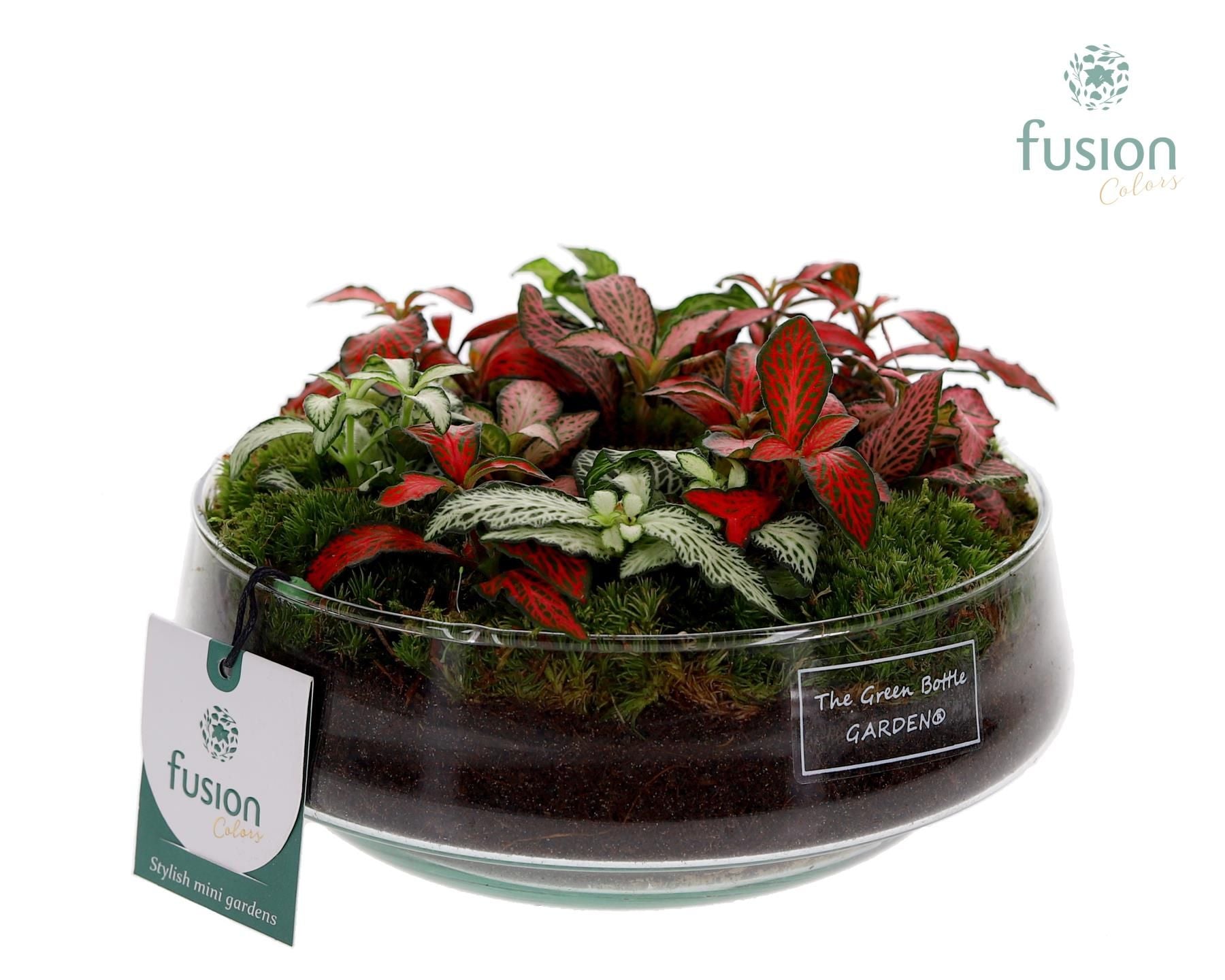 FC-25.0541FDH Green Bottle Iris Fittonia