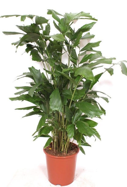 Fischschwanzpalme - Caryota Mitis