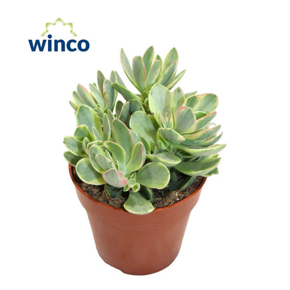 Geldbaum - Crassula Rusby Variagata