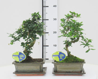 Bonsai Fukientee - Carmona Macrophylla S-Form