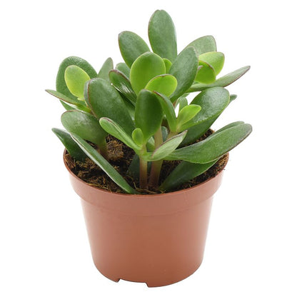 Geldbaum - Crassula (Money Tree)