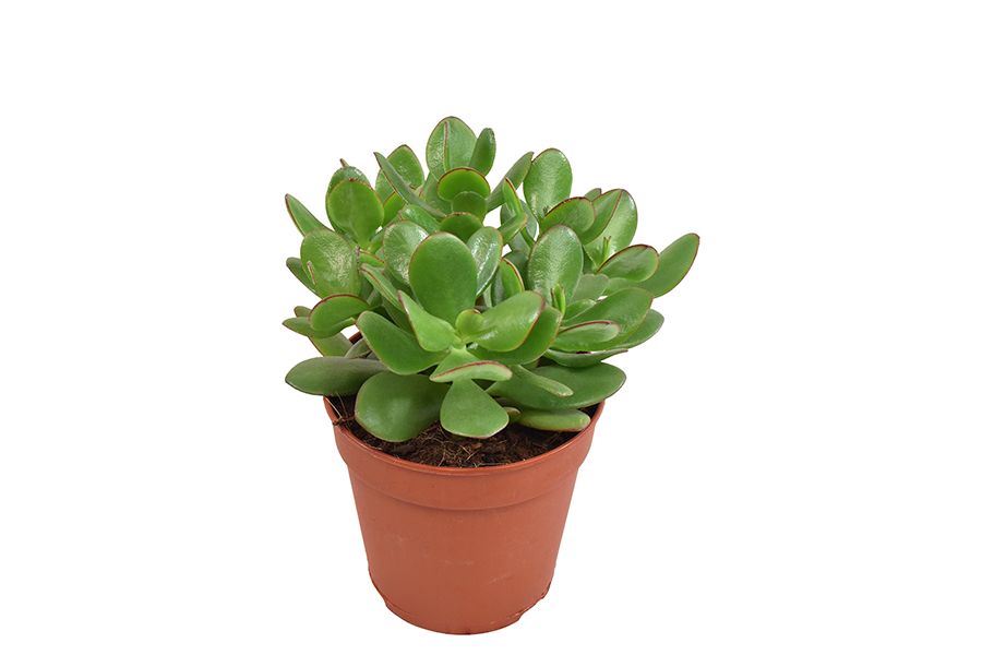 Geldbaum - Crassula (Money Tree)