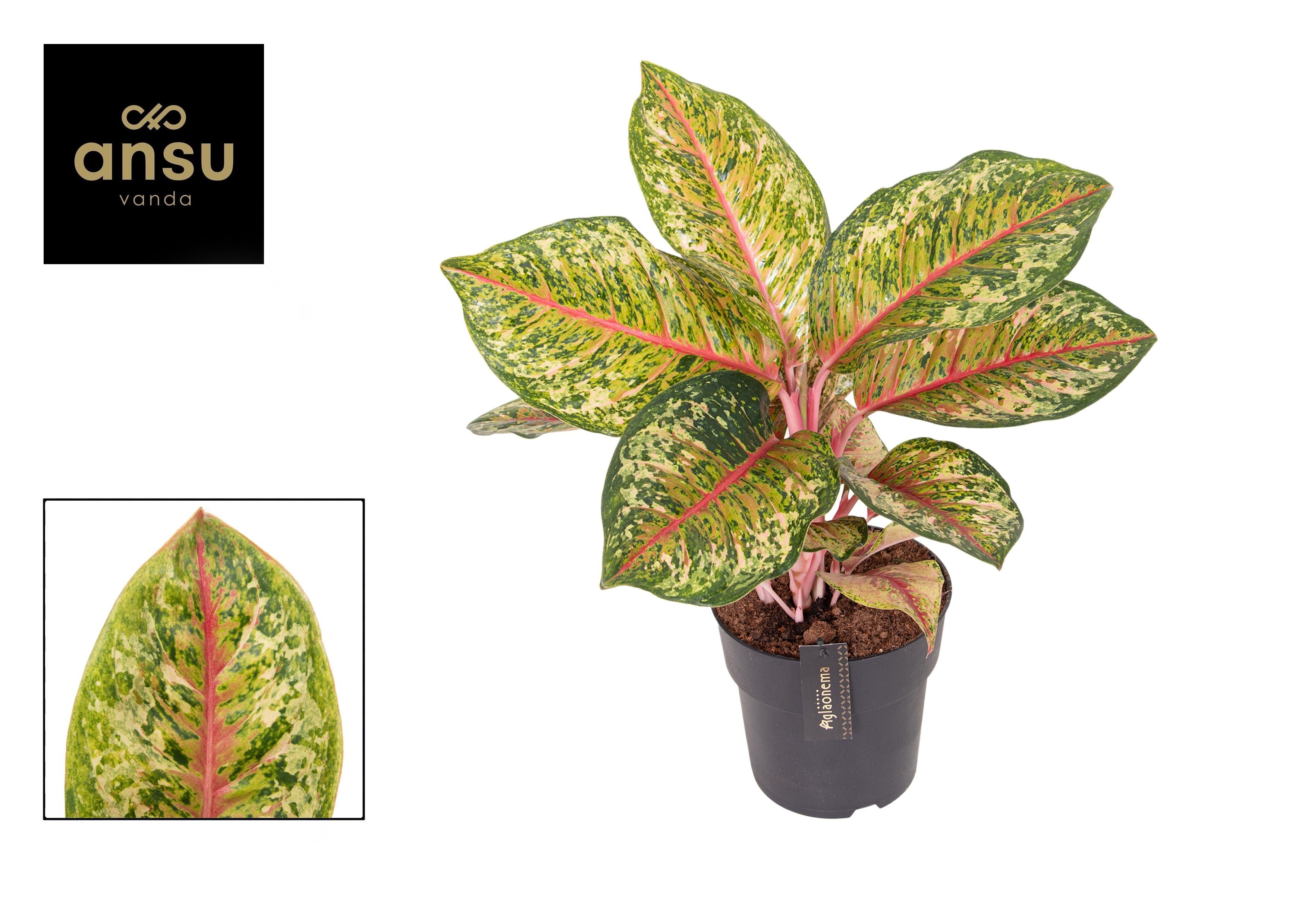 Kolbenfaden - Aglaonema Carnival Queen