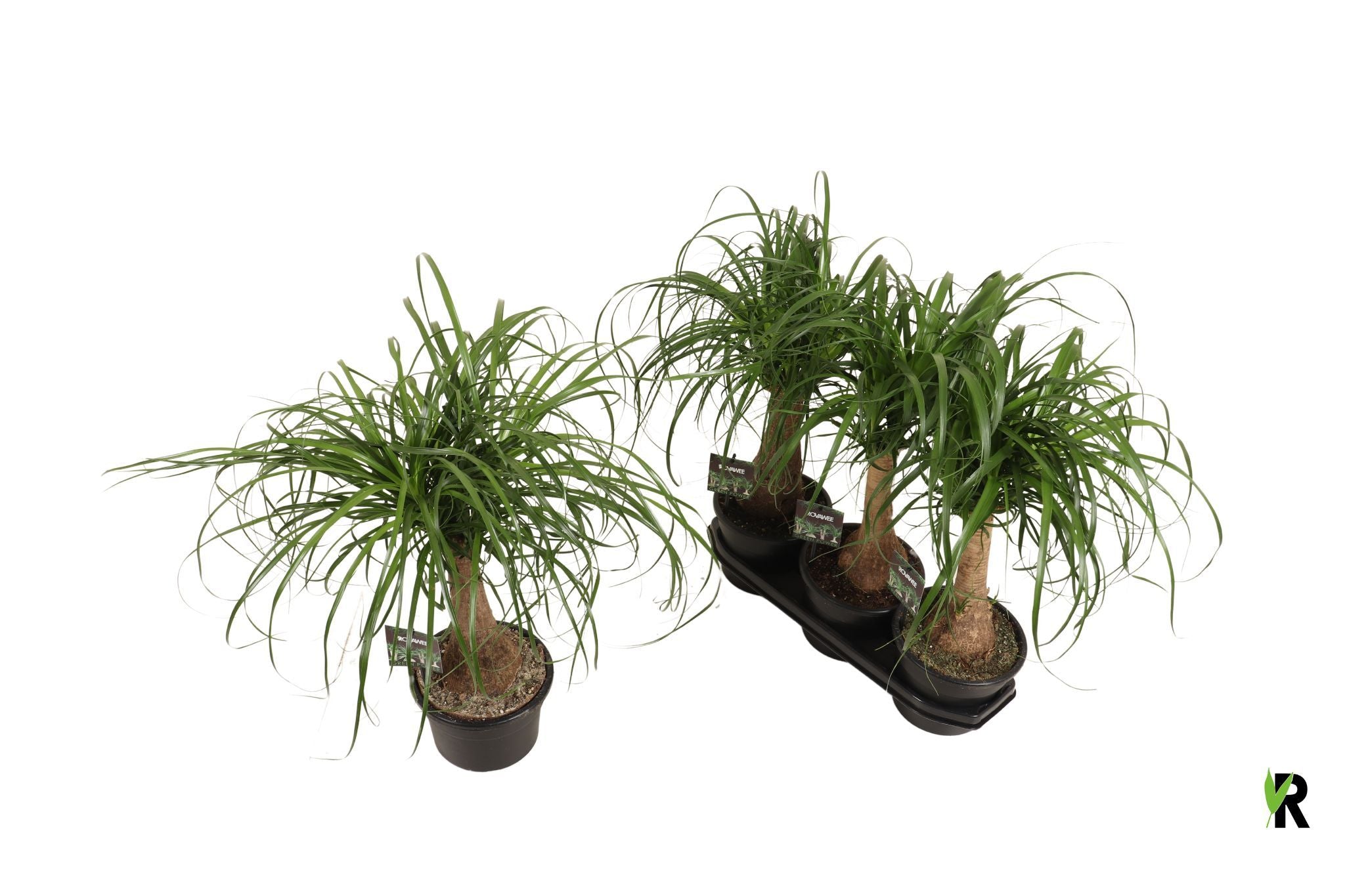 Elefantenfuß - Beaucarnea auf Stamm