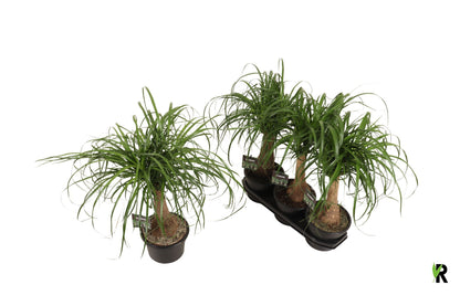 Elefantenfuß - Beaucarnea auf Stamm