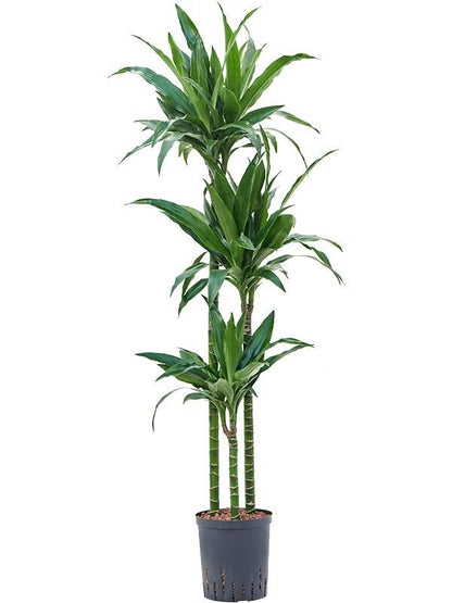 Drachenbaum - Dracaena Fragrans Janet Lind