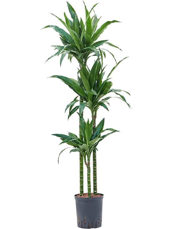 Drachenbaum - Dracaena Fragrans Janet Lind