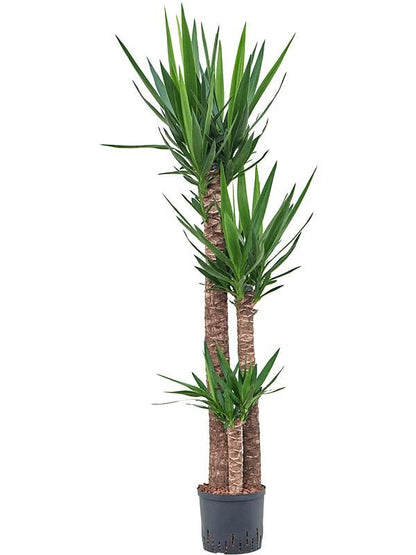 Yucca Palme - Yucca Elephantipes